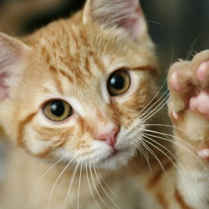 Kedi Tırmalama Hastalığı