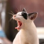 Gingivit ve Stomatit