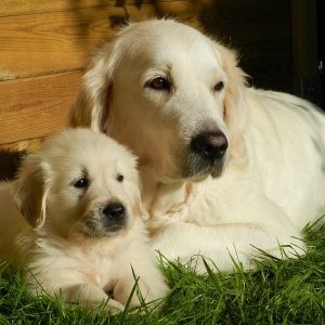 Golden Retriever