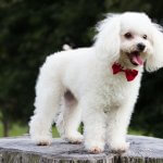 Toy poodle