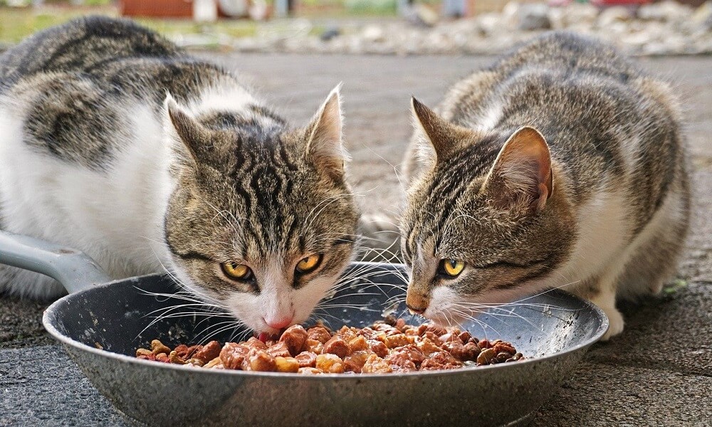 Kedi Maması