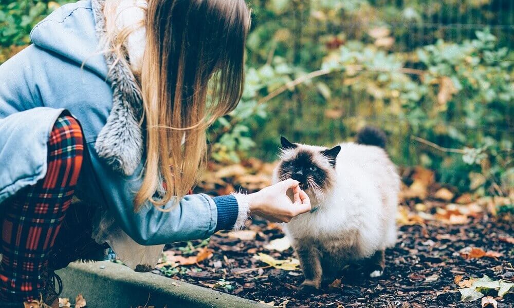 kedi-maması