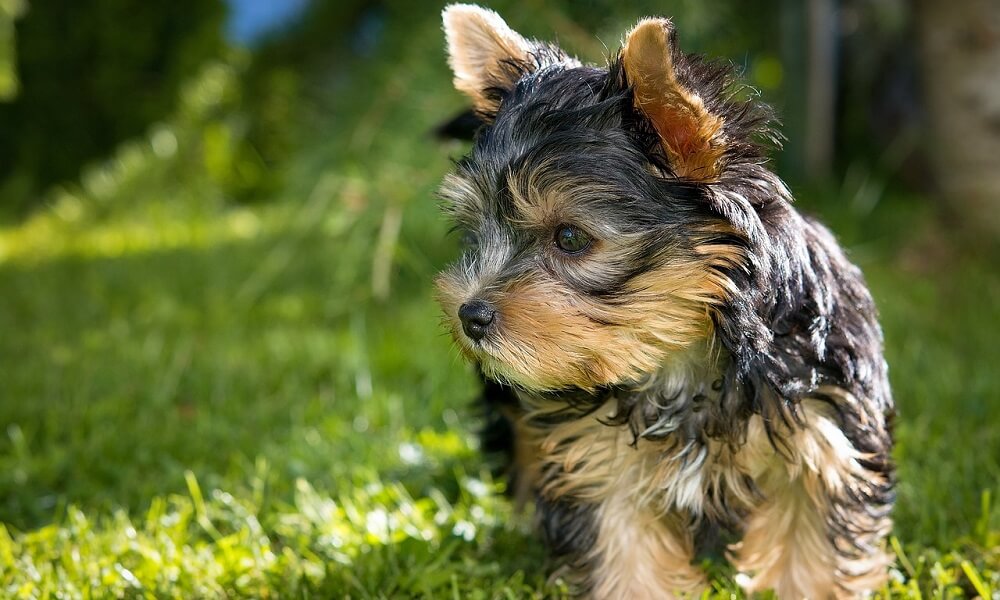 Yorkshire-Terrier-Bakimi