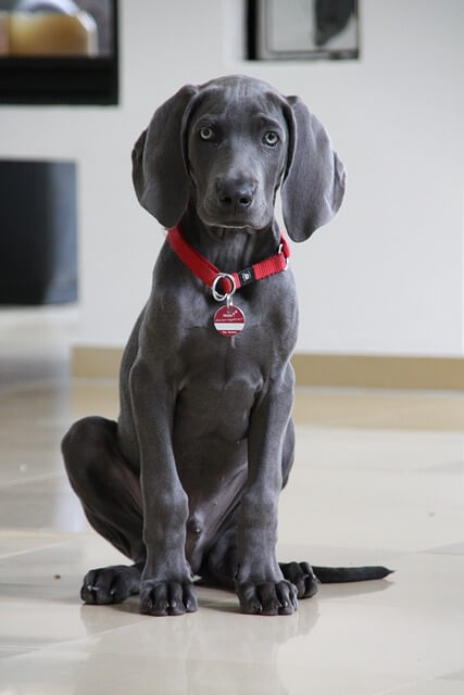 Weimaraner Bakımı ve Sağlığı