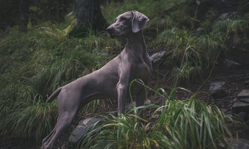 Weimaraner Irk Özellikleri ve Bakımı