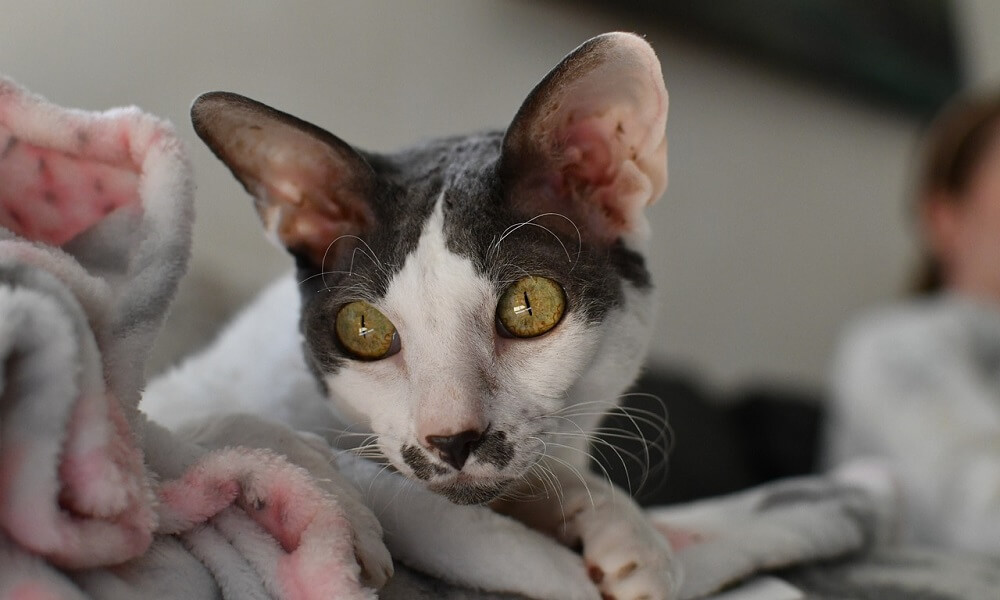 Cornish Rex