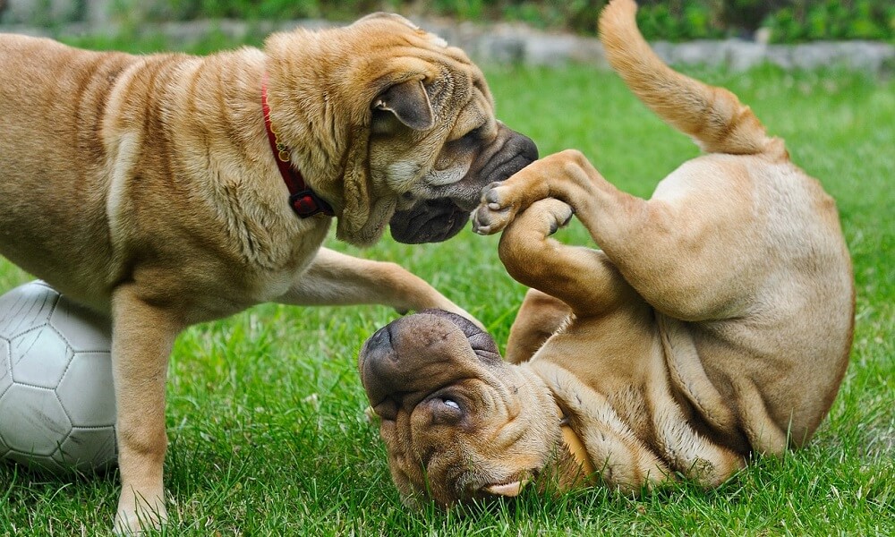 Shar Pei Bakımı