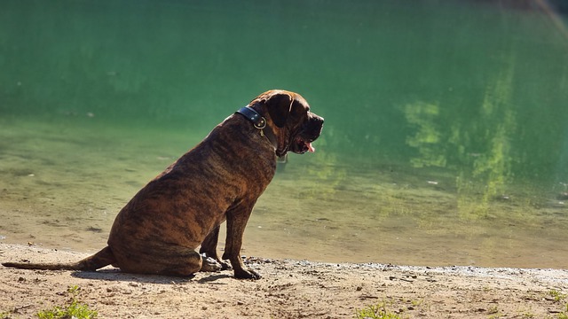 Presa Canario