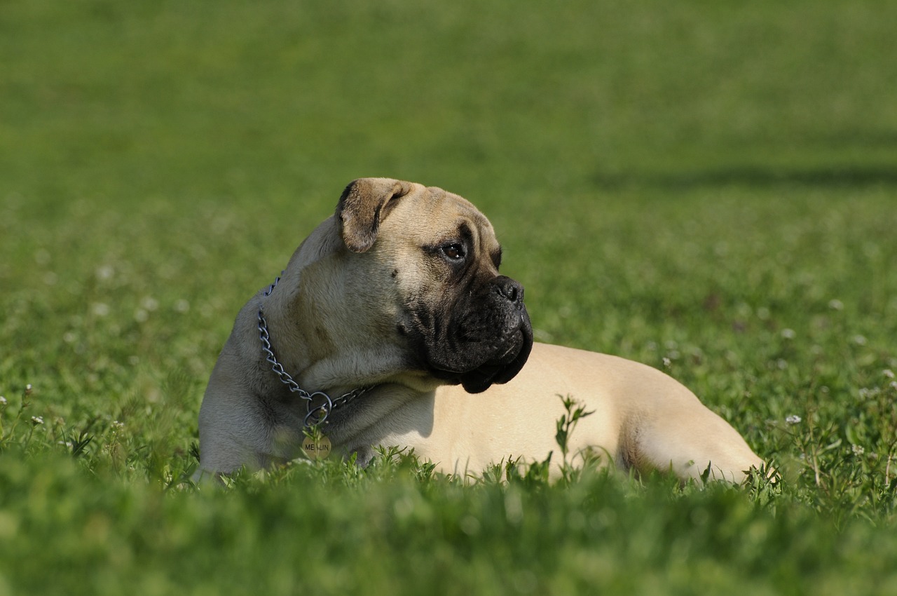 Mastiff Irkı Köpek Türleri ve Özellikleri