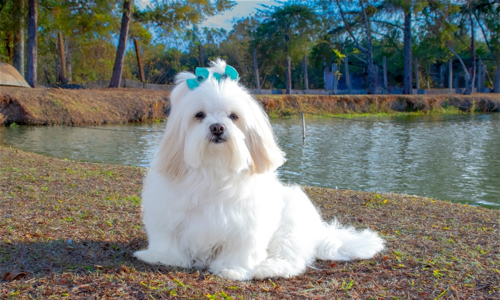 Lhasa Apso Köpek Irkı Özellikleri ve Bakımı