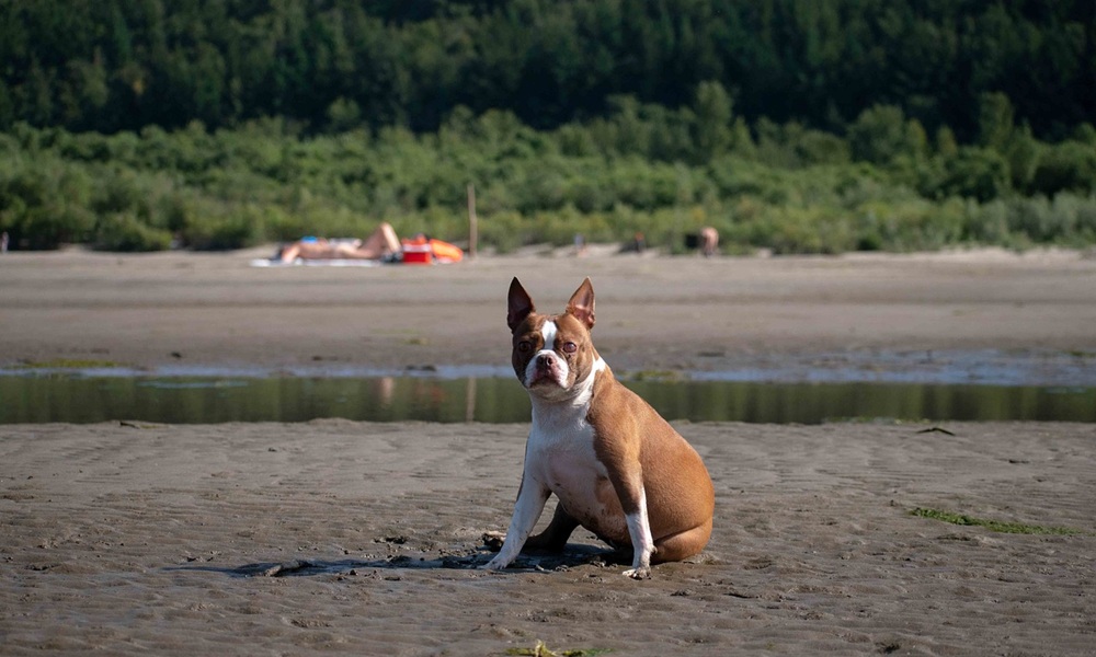 Boston Terrier Köpek Özellikleri ve Bakımı