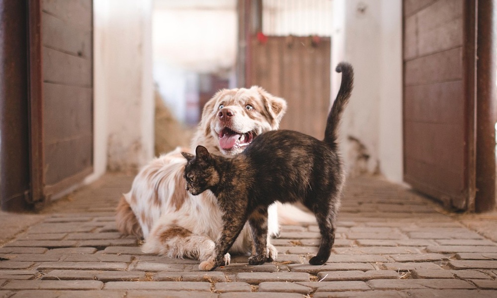 Yaşlı Evcil Hayvan Bakımı: Yaşlı Kedi ve Köpekler için Konfor, Beslenme ve Sağlık Rehberi