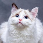 Kedi Lösemi Virüsü (FeLV)