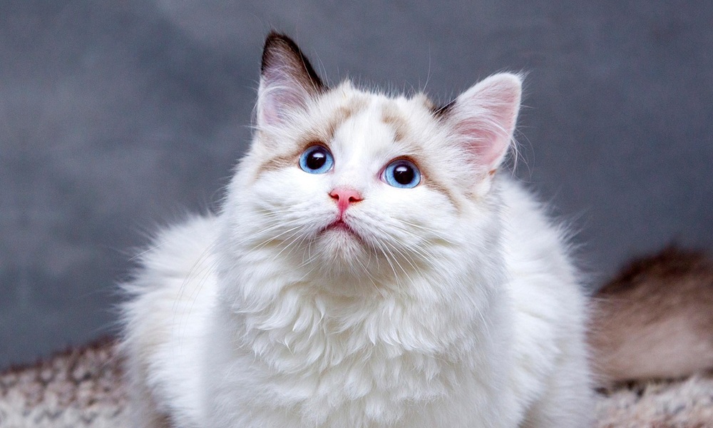 Kedi Lösemi Virüsü (FeLV)