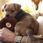 Evcil Hayvan Kaybı ve Yas Süreciyle Başa Çıkma Yolları