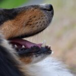 kopek-dis-hastaliklari