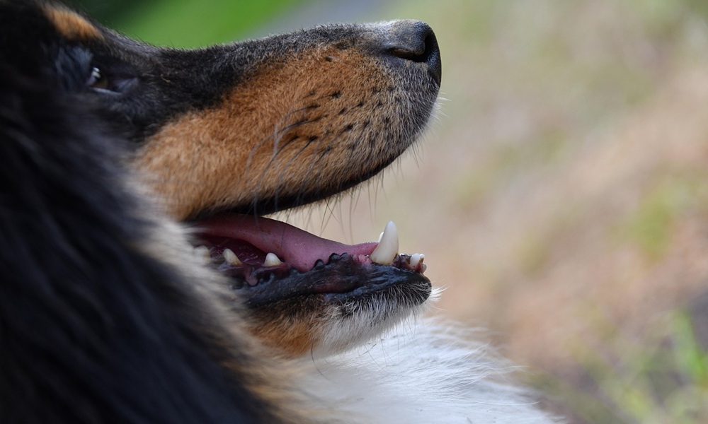 kopek-dis-hastaliklari