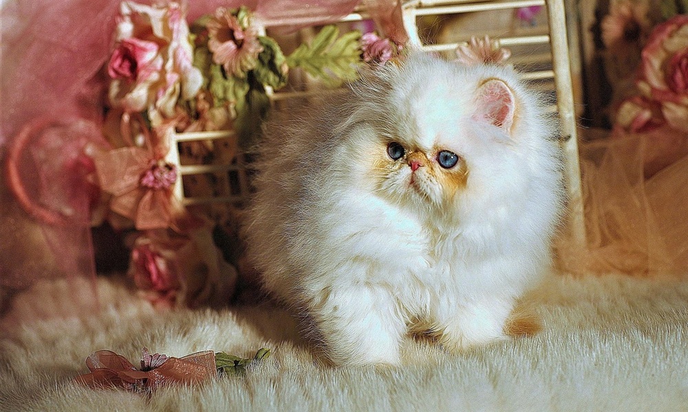 Napolyon (Minuet) Kedisi