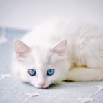 Mavi Gözlü Beyaz Kediler