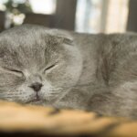 scottish-fold-kedisi