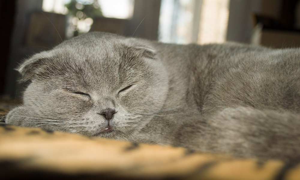 scottish-fold-kedisi