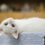 kedi ve köpeklerde albinizm