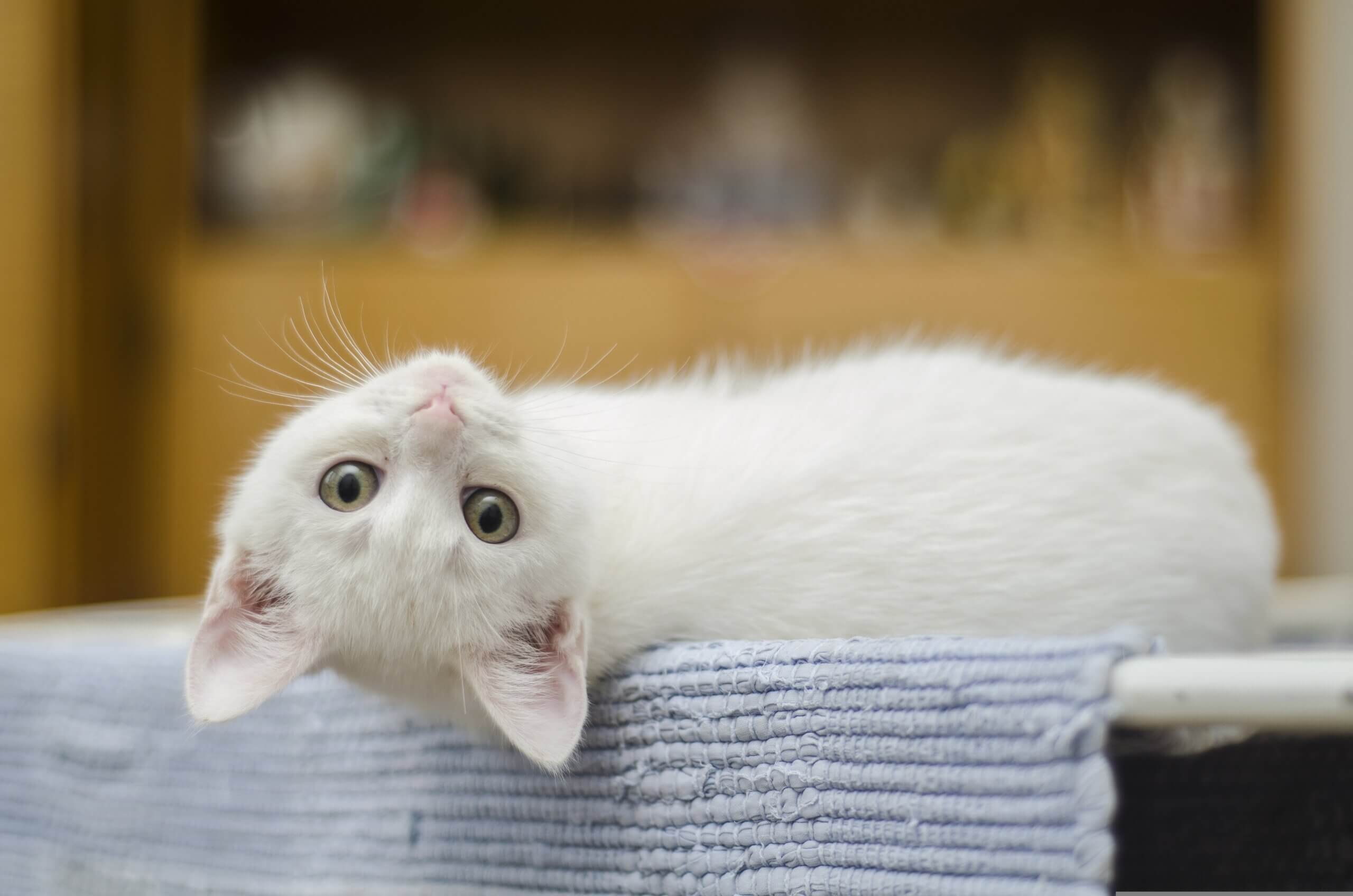 kedi ve köpeklerde albinizm